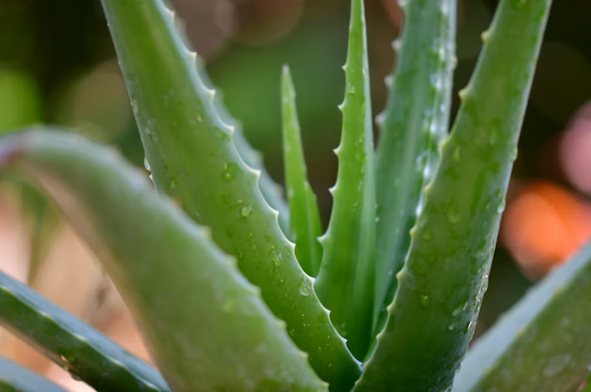 Aloe vera juice