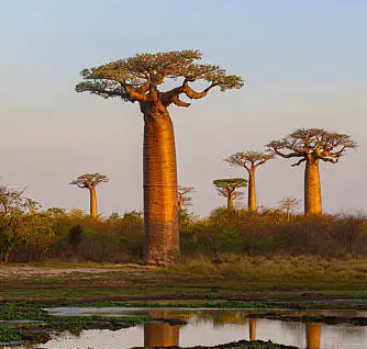 Baobab Oil
