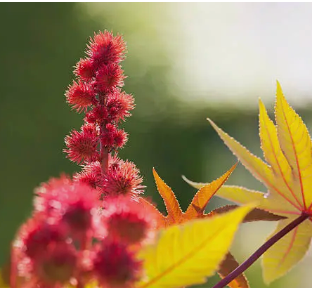Castor Oil