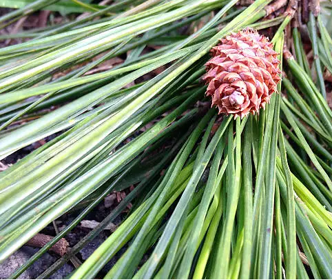 Cedarwood oil
