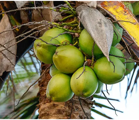 Coconut OIl