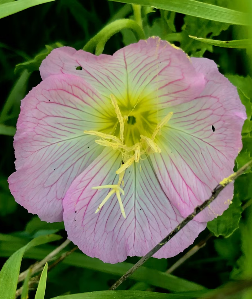 Evening Primrose Oil