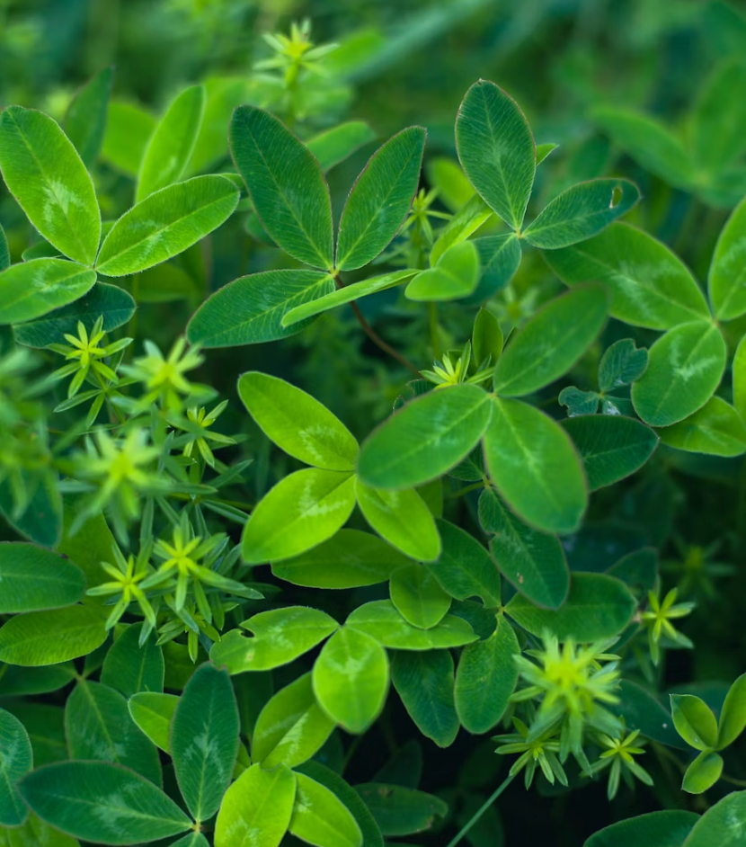 Fenugreek Seed Extract
