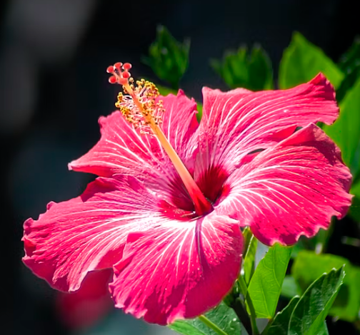 Hibiscus Flower Extract