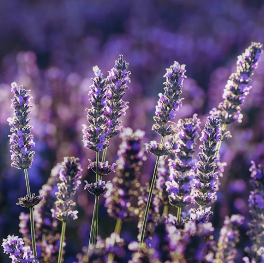 Lavender Oil
