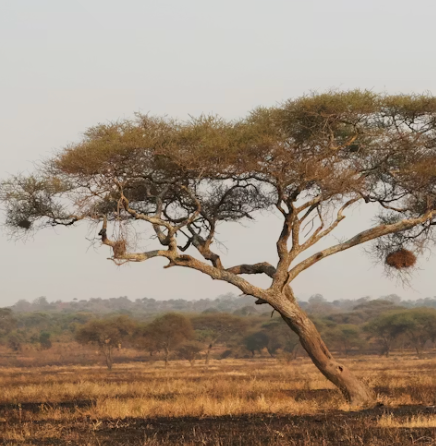 Marula Oil
