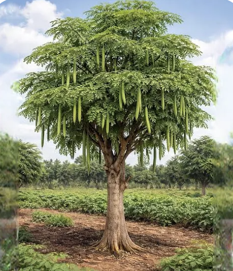 Moringa oil
