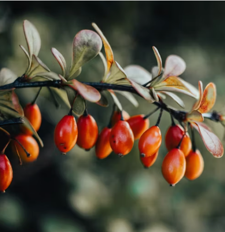 Rosehip Oil