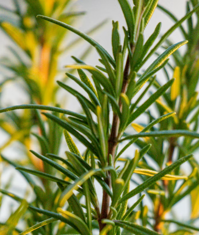 Rosemary Leaf Oil