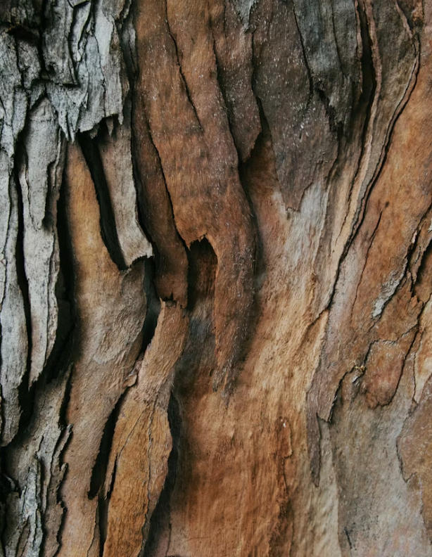 Sandalwood Oil