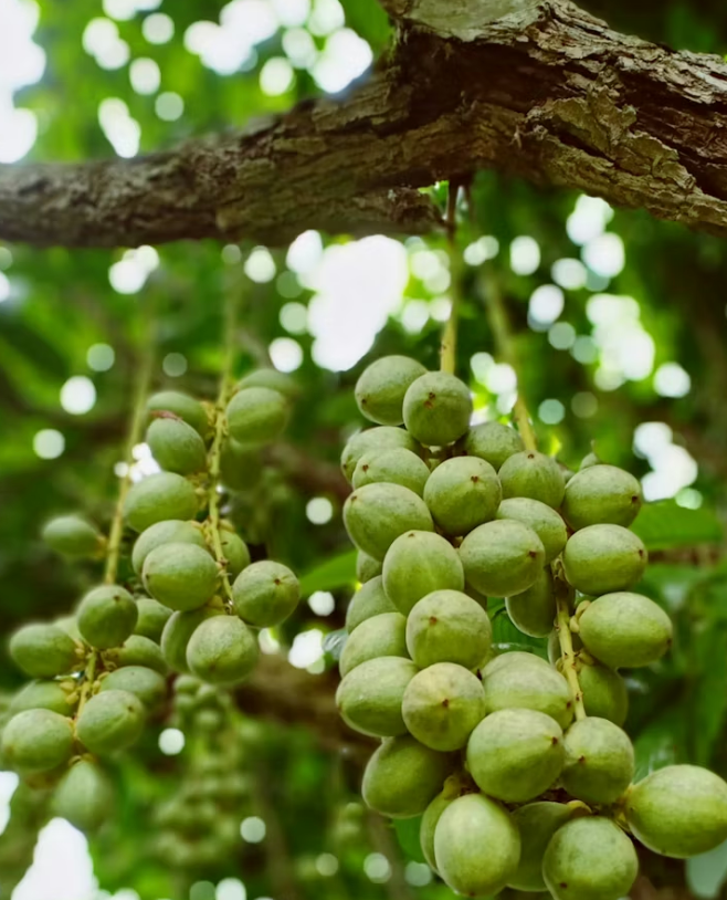 Shea Butter