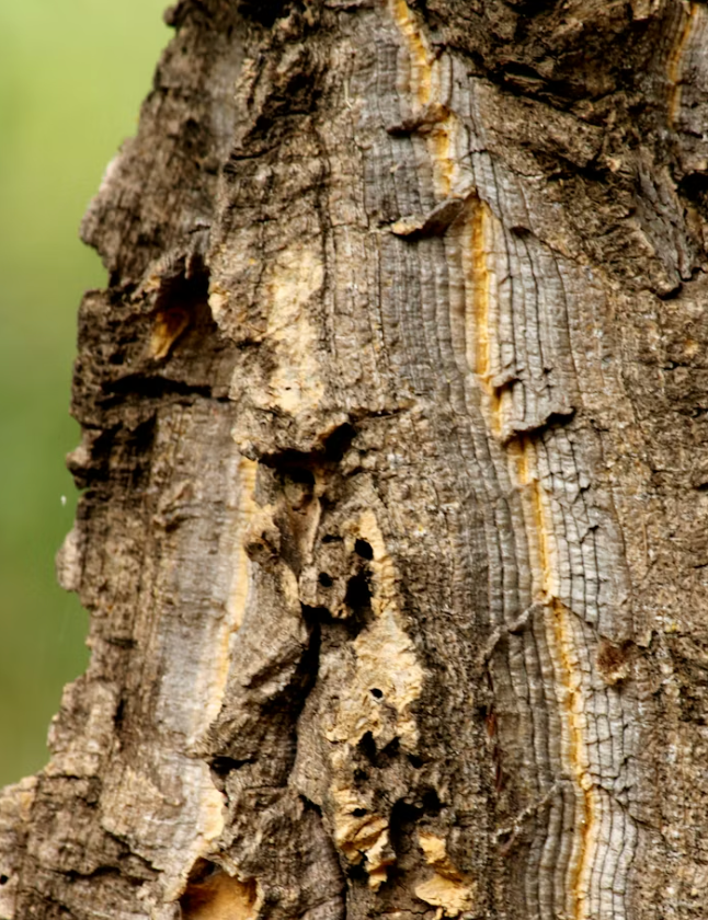 Slippery elm bark extract