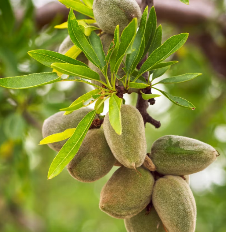 Sweet almond oil